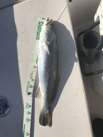 Chokoloskee Report Photo 1