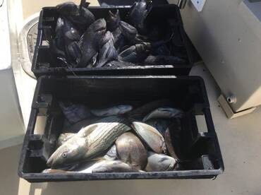 Montauk Report Photo 1