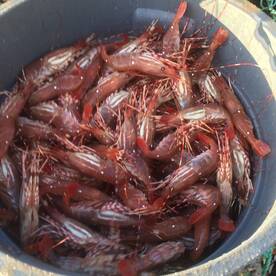 Spot Prawns!!