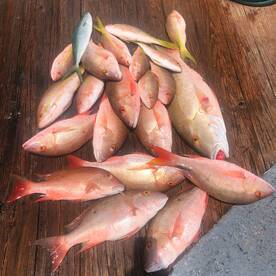 Good Snapper Fishing