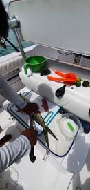 Panama City Report Photo 2