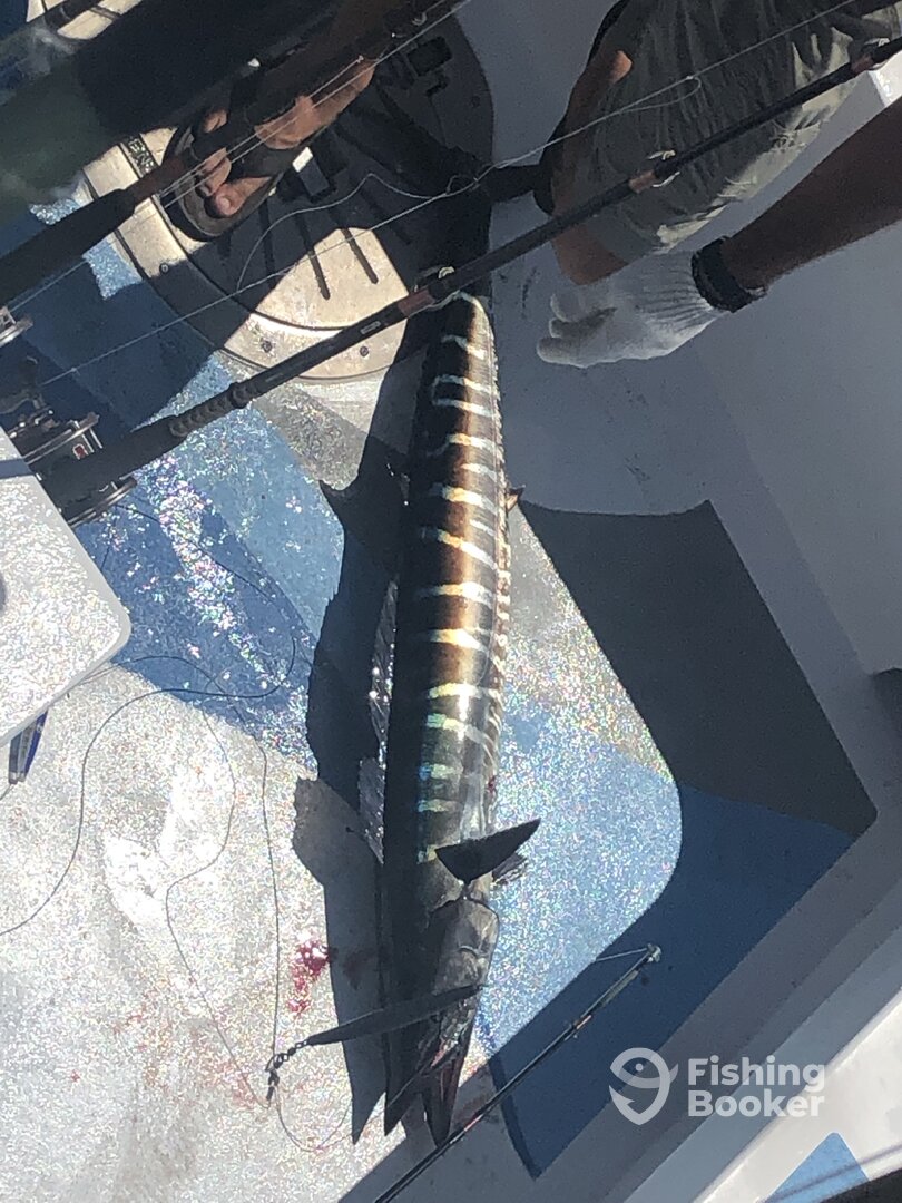 Orange Beach Report Photo 0