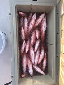 Destin Report Photo 1