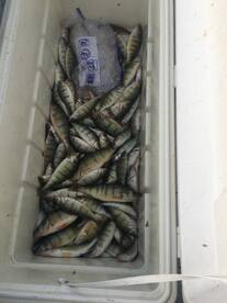Lake Erie perch 