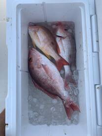 Orange Beach Report Photo 2