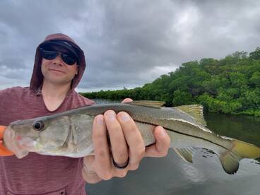 Snook are eating like crazy