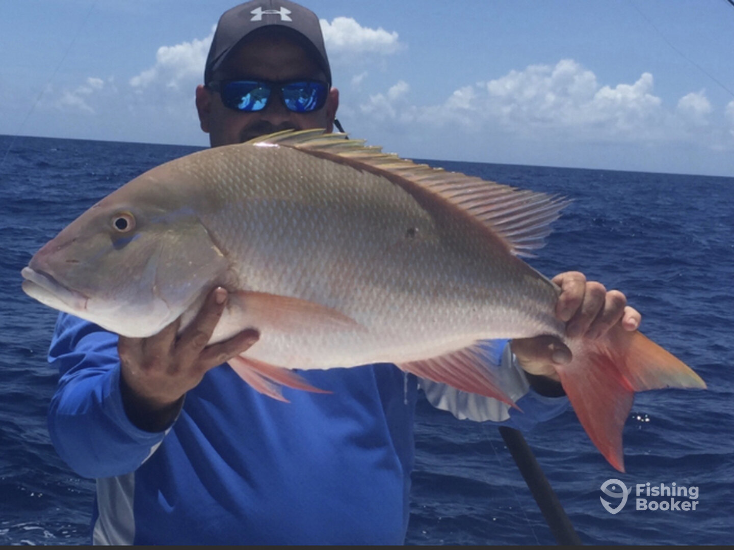 Mutton snapper 