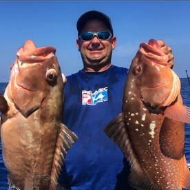 Red grouper 