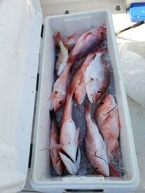 Snapper open next 2 weekends in State Wa