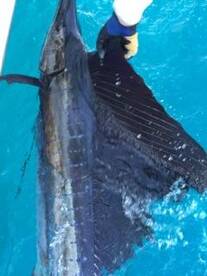 Fort Lauderdale Verslag Foto 2