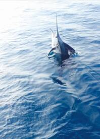 Key Largo Report Photo 1