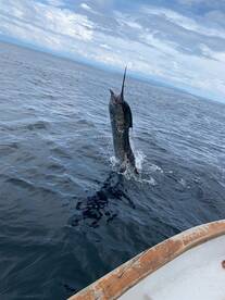 Puerto Jiménez Report Photo 2