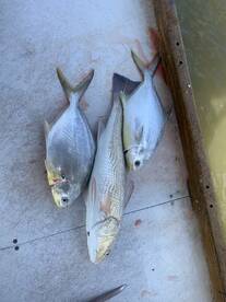 Marco Island Report Photo 2