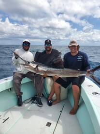 Fall Sailfish 