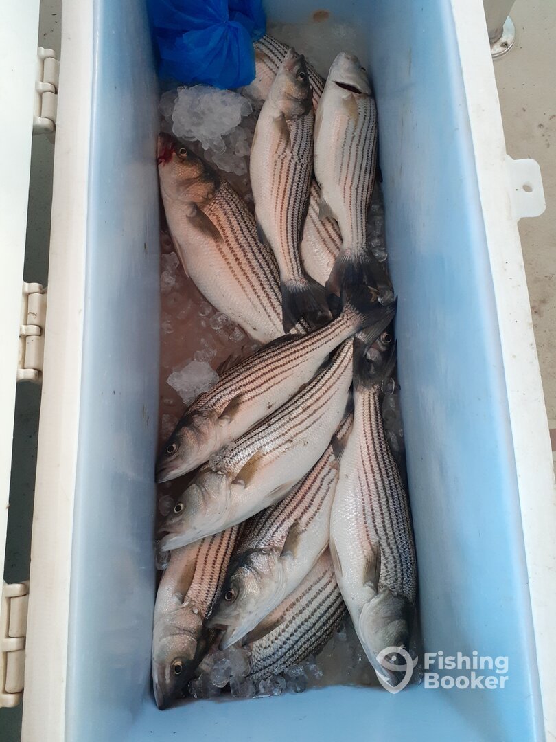 Stevensville Report Photo 0