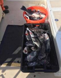 Montauk Report Photo 1