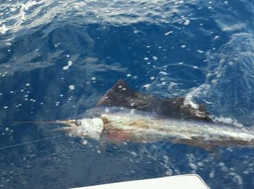 Fort Lauderdale Report Photo 1