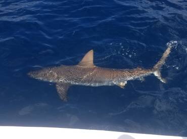 Roatan Report Photo 2