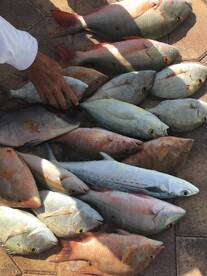 Key Largo Report Photo 1