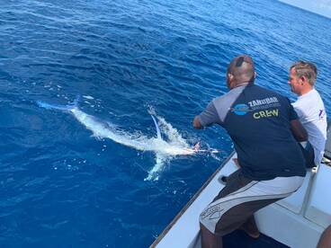 Spectacular Marlin Season!  