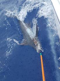 First Blue Marlin for Cheryl