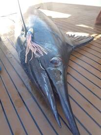 Blue Marlin for Bruce and Danielle