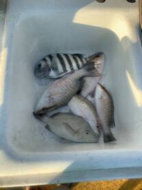 Marco Island Report Photo 1