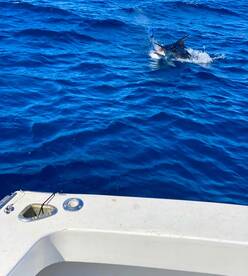 Dancing Blue Marlin