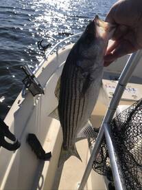 Cumming Report Photo 1