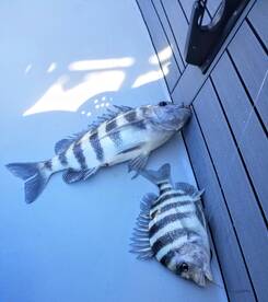 Englewood Report Photo 1