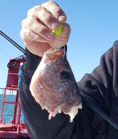 DlDolphins were relentless! 