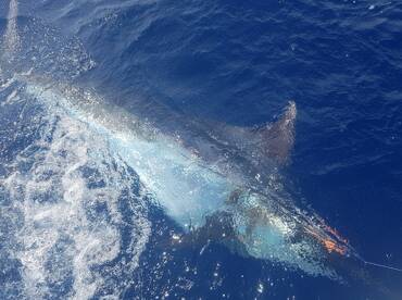 Sydney Report Photo 2