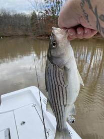 Cumming Report Photo 2