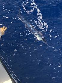 Kailua-Kona Report Photo 1