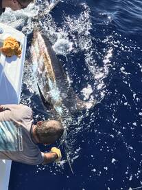 Blue,stripe and short nose billfish are 