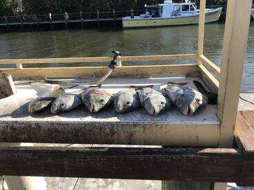 Marco Island Report Photo 2