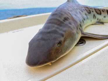 San Diego Report Photo 2