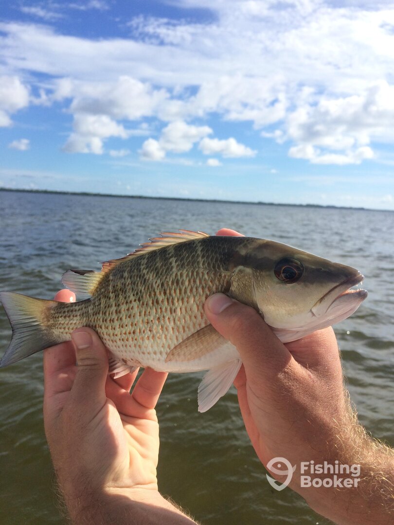 Sarasota Report Photo 0