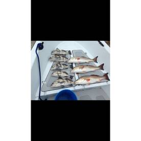 Sarasota Report Photo 1