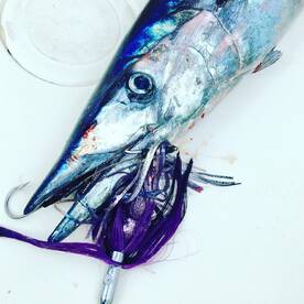 Puerto Aventuras Report Photo 1