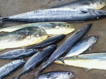 Fort Lauderdale Report Photo 1