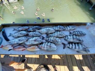 Foto Report Marco Island 2