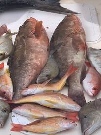 Naples Report Photo 2