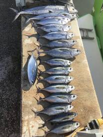 Dania Beach Report Photo 2