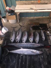 Murrells Inlet Report Photo 1