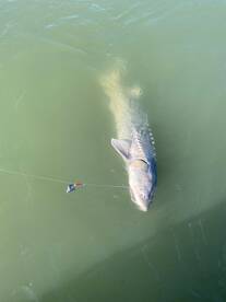 San Francisco Report Photo 1