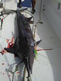 4 marlin strikes in 1 day