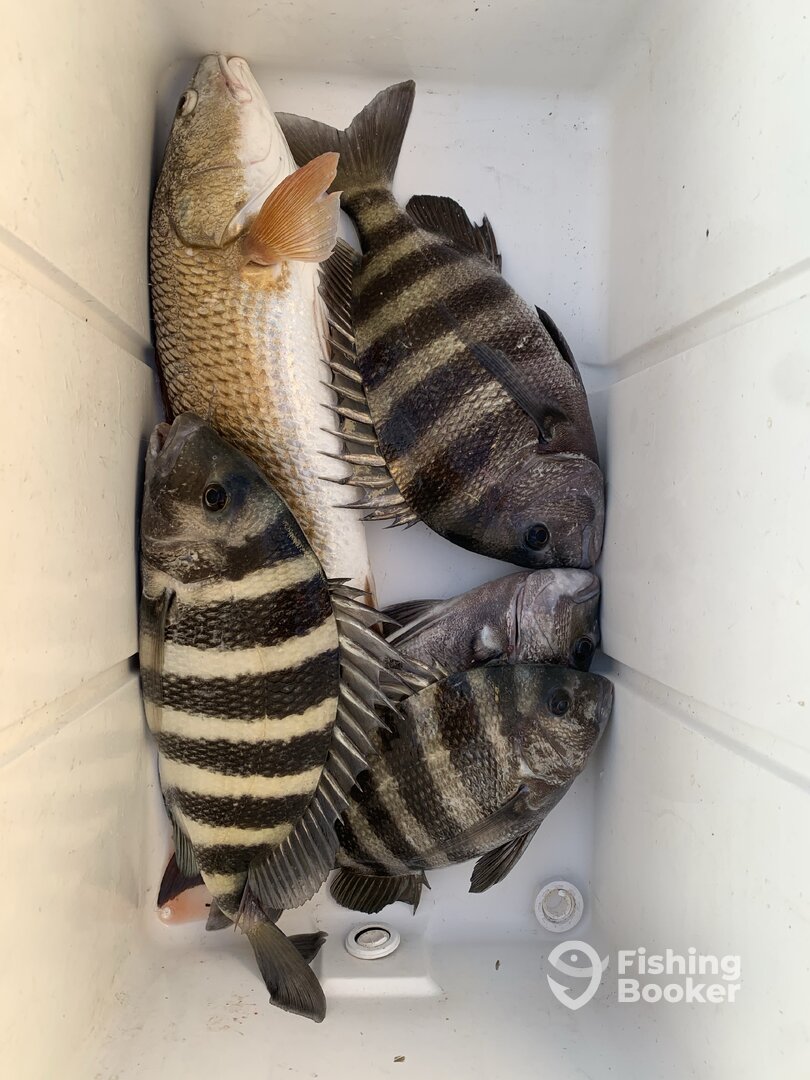 Sheepsheads and redfish