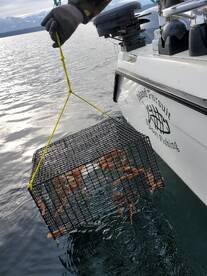 Comox Report Photo 1