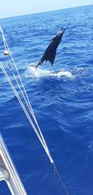 Playa Flamingo Report Photo 2